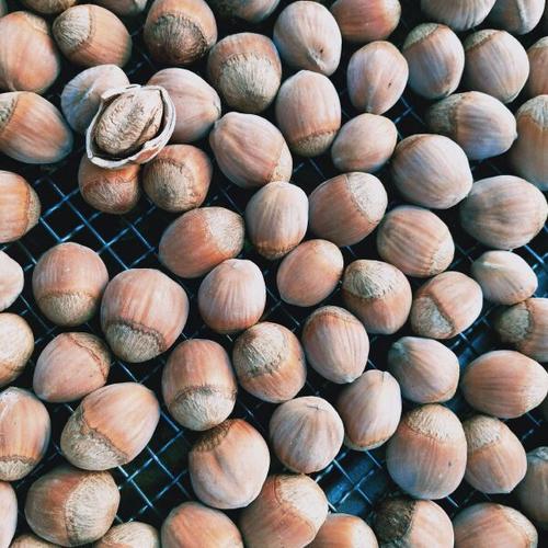 榛子阅读手机版