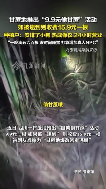 ampquot9.9元偷甘蔗ampquot爆火甘蔗地老板:人很多打算增加npc