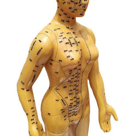 3d经络走向动画图