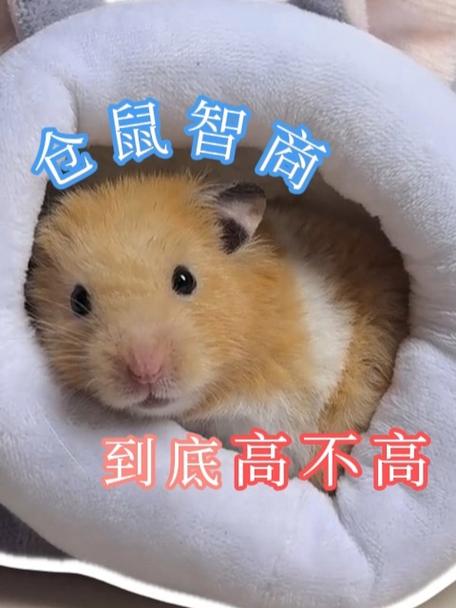 仓鼠的智商有多高图标